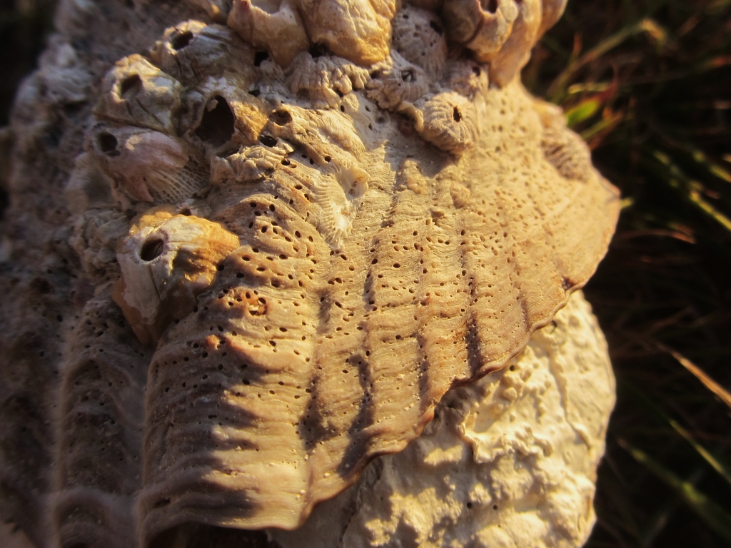 Cryptophialus minutus