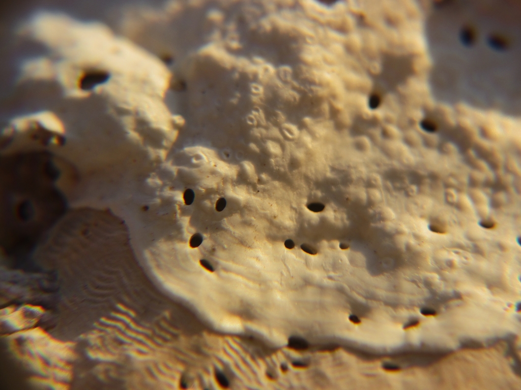 Cryptophialida