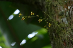 Oncidium adelaidae