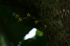 Oncidium adelaidae