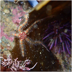 Ophiothrix spiculata image