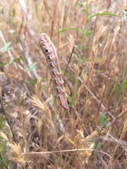 Proserpinus clarkiae