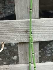 Equisetum laevigatum