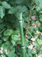 Equisetum laevigatum