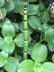 Equisetum laevigatum
