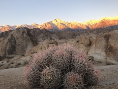 Homalocephala polycephala