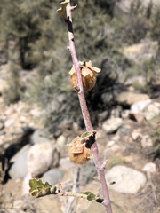 Fremontodendron