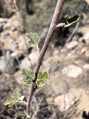Fremontodendron