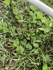 Chamaecrista rotundifolia