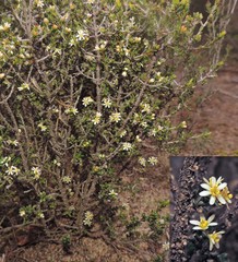 Pseudanthus ovalifolius