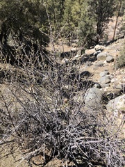 Fremontodendron