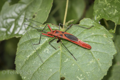 Macrocheraia grandis