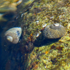 Chlorodiloma odontis