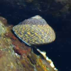 Chlorodiloma odontis