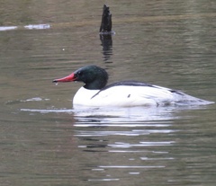 Mergus merganser
