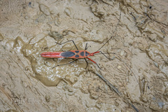 Macrocheraia grandis