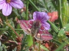 Schinia pulchripennis