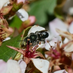 Osmia