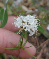 Staelia thymoides