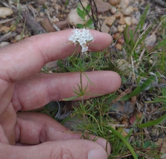 Staelia thymoides