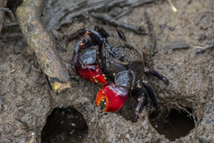 Neosarmatium trispinosum