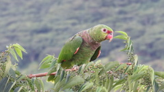 Amazona vinacea