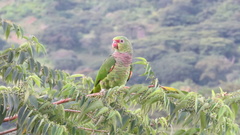Amazona vinacea