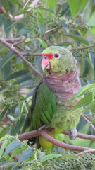 Amazona vinacea