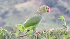 Amazona vinacea
