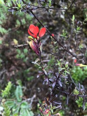 Castilleja talamancensis