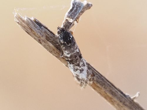 Phtheochroa simoniana