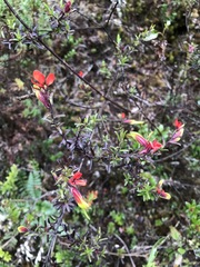Castilleja talamancensis