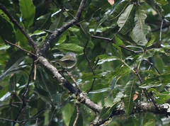 Phyllomyias zeledoni