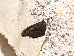 Image of Pronophila timanthes