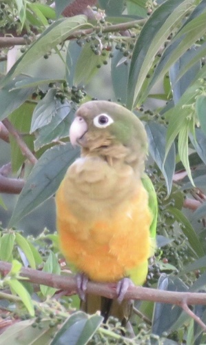 Cactus Parakeet