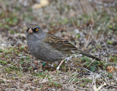 Junco vulcani