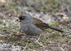 Junco vulcani