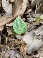 Trillium maculatum