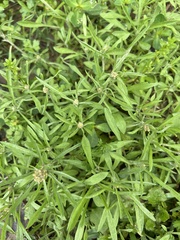 Gamochaeta calviceps