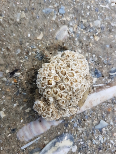 Wrinkled Barnacle, photo 4 of 8