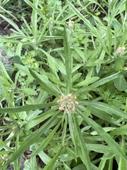 Gamochaeta calviceps