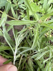 Gamochaeta calviceps