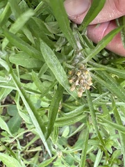 Gamochaeta calviceps