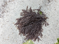 Cryptosiphonia woodii