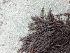 Cryptosiphonia woodii