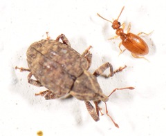 Conotrachelus seniculus