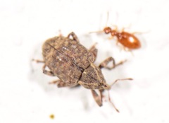 Conotrachelus seniculus