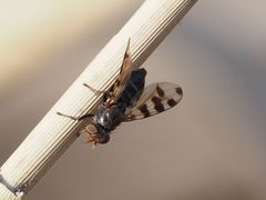 Ceroxys hortulana