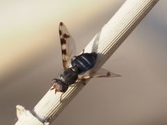 Ceroxys hortulana