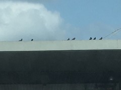 Columba livia domestica